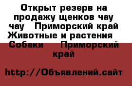 Открыт резерв на продажу щенков чау-чау - Приморский край Животные и растения » Собаки   . Приморский край